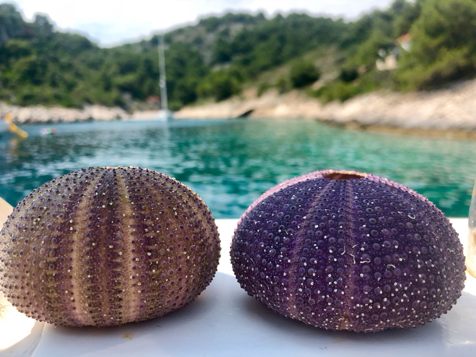 Mare a Vela