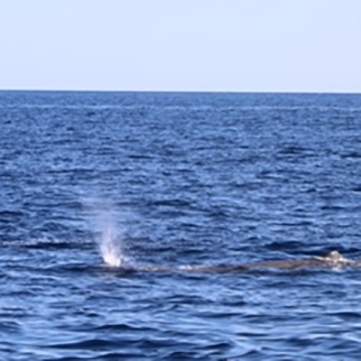 Mare a Vela crociera a vela