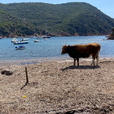 Mare a Vela crociera a vela