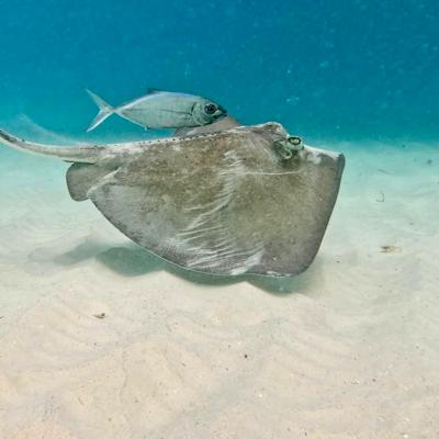 Crociere scuola vela